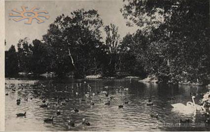 Swan in Askania Nova. Circa 1930.