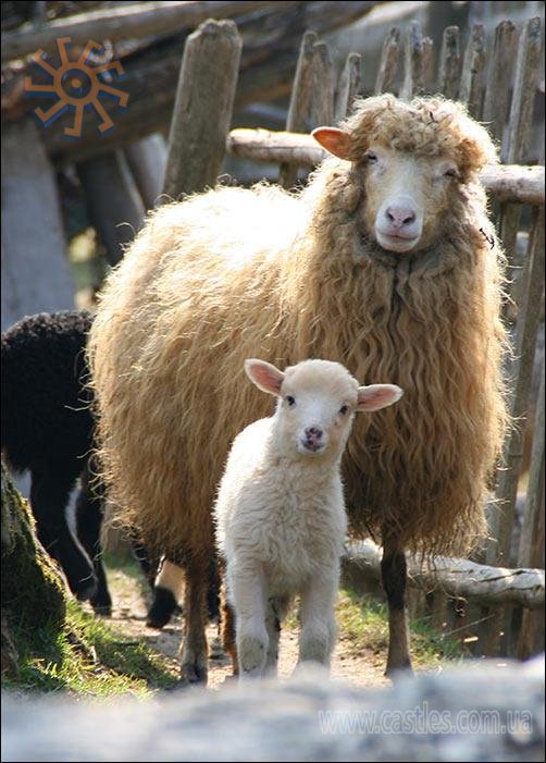 Вівці - чудові. :)