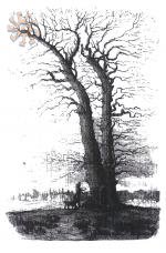 "Ягеллонський дуб у Вороблевичах". З тижневика Klosy # 803 за 1880 р.