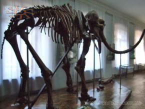 Скелет мамонта в одному з залів