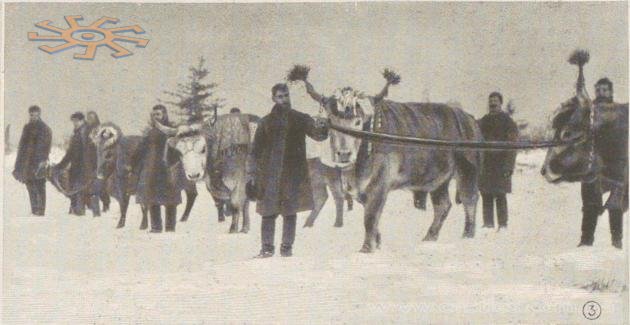 новорічні віншування селян. З волами.
